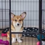 Dog Crate Training – Is It Worth It for You and Your Pet?