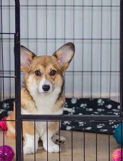 Dog Crate Training – Is It Worth It for You and Your Pet?