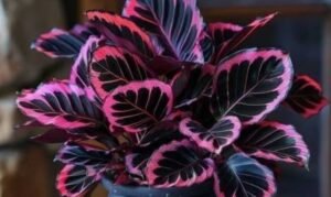 golden mosaic calathea Golden Mosaic Never Never Plant main image 0