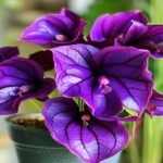 Guide-about-Calathea-Couture-Purple