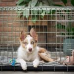 The-Best-Collapsible-Dog-Crate