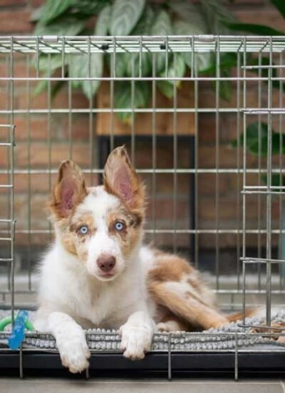 The-Best-Collapsible-Dog-Crate