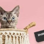 How to Beat the Instagram Algorithm and Reach More Followers in 2025