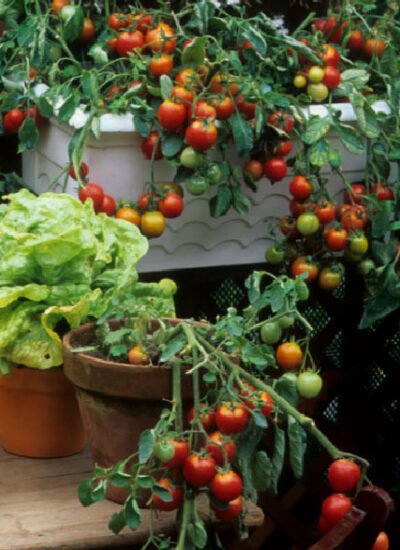 How to Get Started With Container Gardening