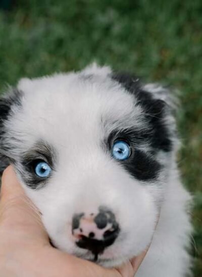 Caring for a New Puppy