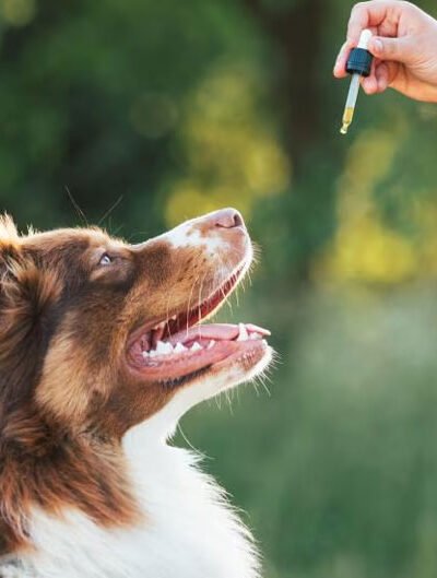 Tips for Safely Using THC for Dogs