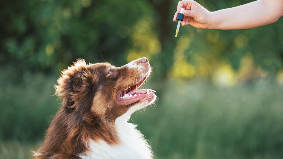 Tips for Safely Using THC for Dogs