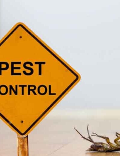Understanding the Health Implications of Common Household Pests