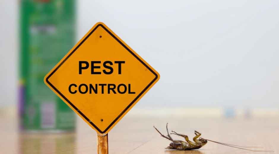 Understanding the Health Implications of Common Household Pests