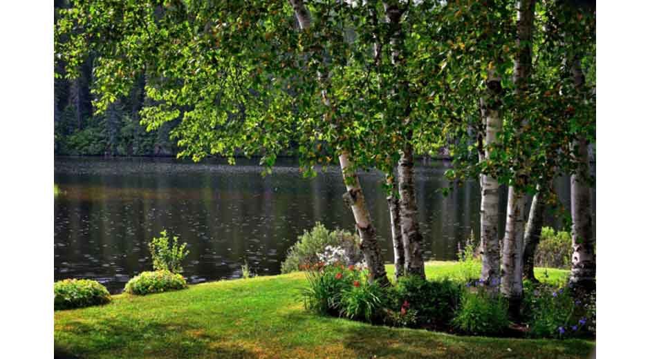 Essential Guide to Exterior Home Beautification Through Tree Care