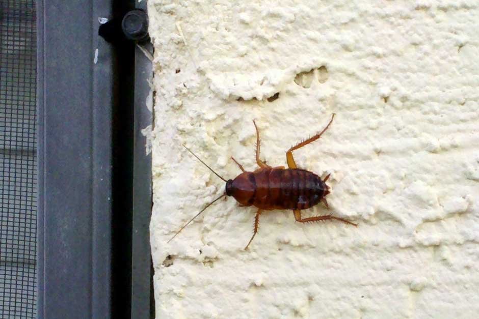 Three Household Pests You Might Experience as Summer Approaches