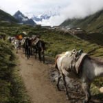 Horses in Tsum Valley: