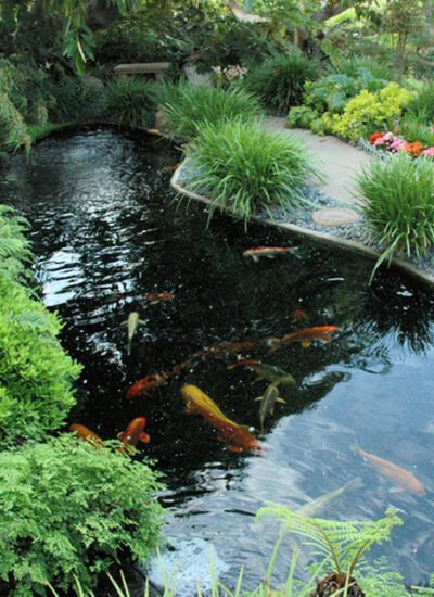 The Importance of Algae Control for Fish Health in Garden Ponds