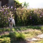 Top Tips for Maintaining a Pet-Friendly Backyard