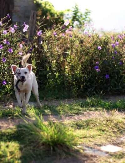 Top Tips for Maintaining a Pet-Friendly Backyard