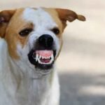 Do I Need a Lawyer for a Stray Animal Bite?