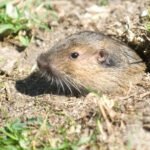 Gopher Removal Temecula