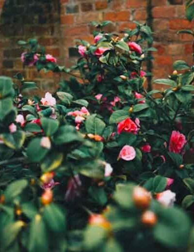 Maximizing Value: Affordable Garden Brick Wall Solutions