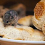 Why Rodent Proofing Is Crucial for Restaurant Safety