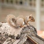 Why Squirrel Extermination in Attic Spaces Should Never Be Delayed