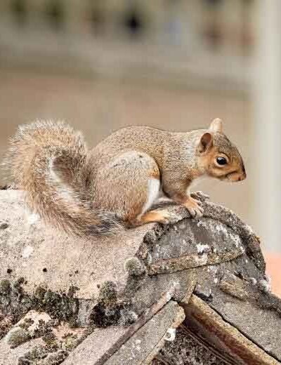 Why Squirrel Extermination in Attic Spaces Should Never Be Delayed