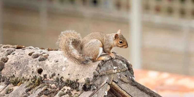 Why Squirrel Extermination in Attic Spaces Should Never Be Delayed