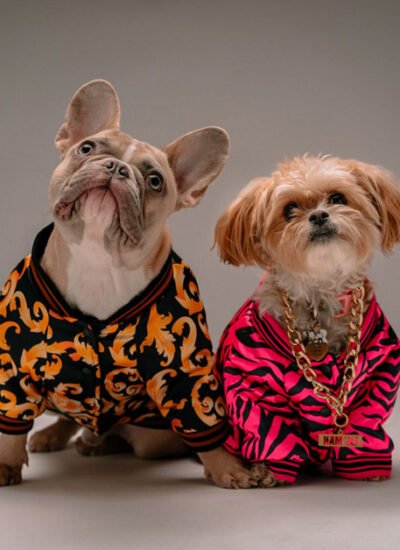7 Must-Know Trends in Luxury Dog Accessories