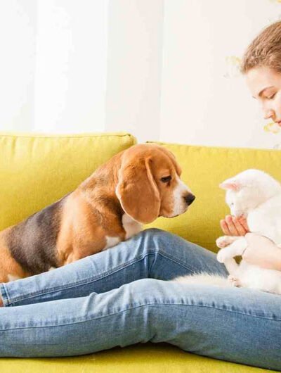 How Pet Owners Should Care About Their Furry Friends Without the Guilt