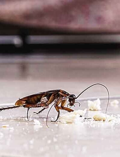 How to Keep Your Home or Business Safe from Unwanted Insect Invaders