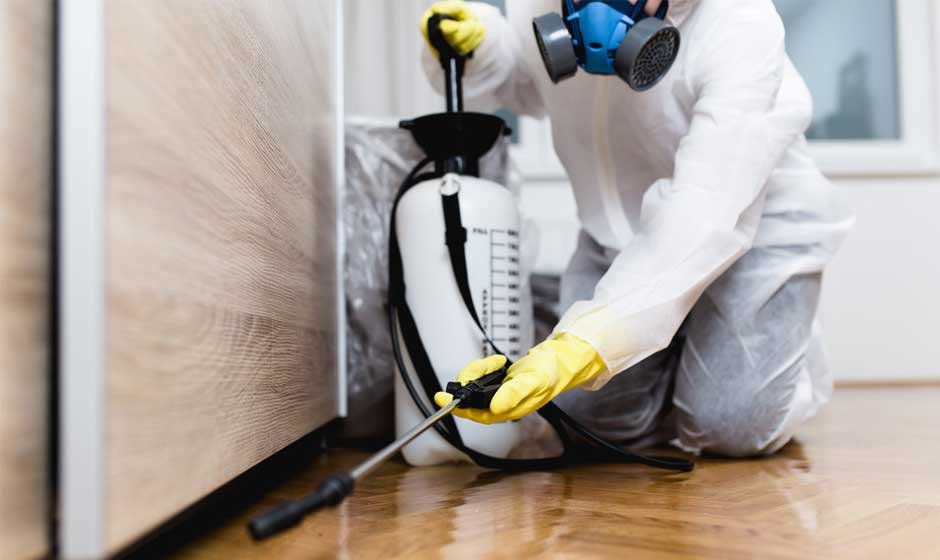Pest Control for Renters