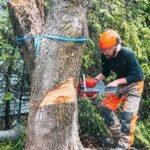 Safe Tree Removal Made Simple
