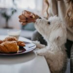 Start Your Day Right With Your Pup by Your Side