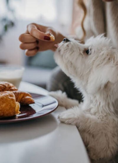 Start Your Day Right With Your Pup by Your Side