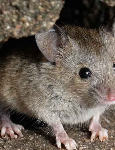 Swat the Myth: Pest Control Isn’t Just for Dirty Houses