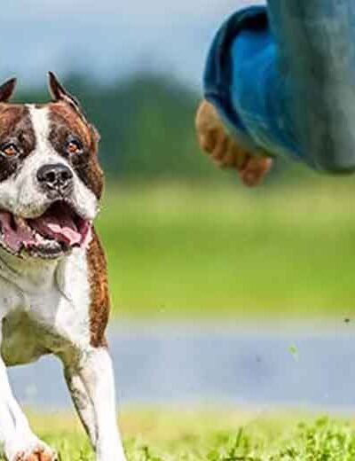 When the Leash Snaps: Who’s Liable for Dog Attacks in Public Spaces?
