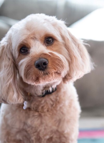 Cavapoo Temperament