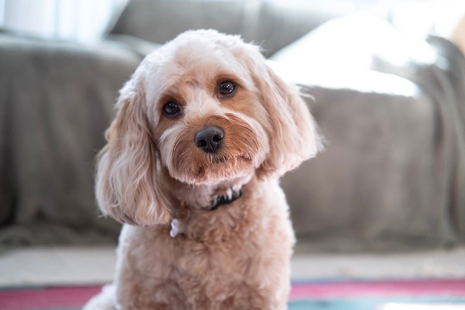 Cavapoo Temperament