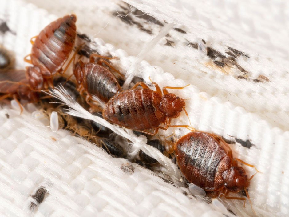 Don’t Let Pests Crash Your Comfort