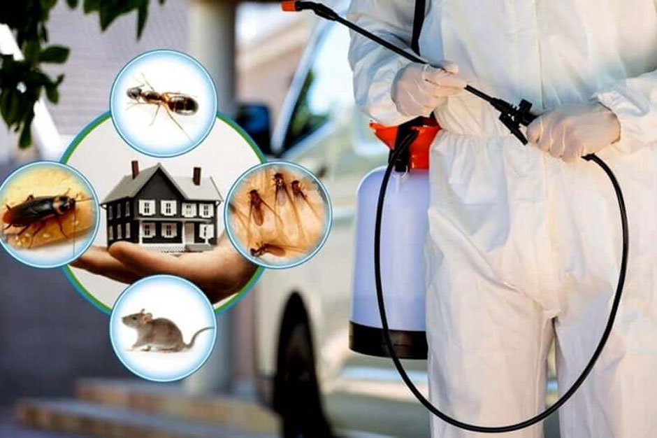How Pest Control Can Improve Your Family’s Health and Safety