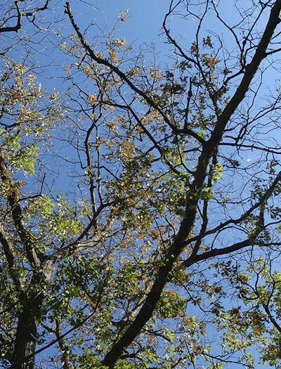 How to Keep Your Oaks Healthy