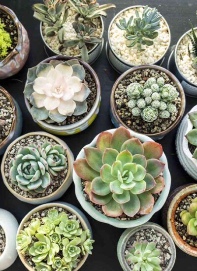Succulent Plants Guide