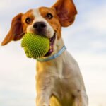 Top 5 Features of the Most Effective Tick Collar for Dogs