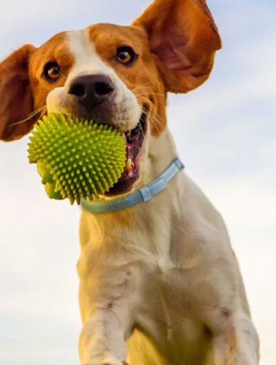 Top 5 Features of the Most Effective Tick Collar for Dogs