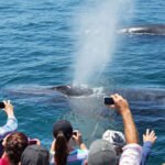 Top Reasons to Include Whale Watching in Your Los Angeles Vacation Plans