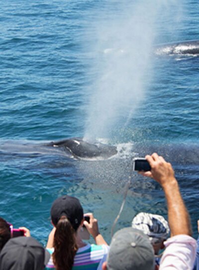 Top Reasons to Include Whale Watching in Your Los Angeles Vacation Plans