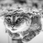 End-of-Life Planning for Pets