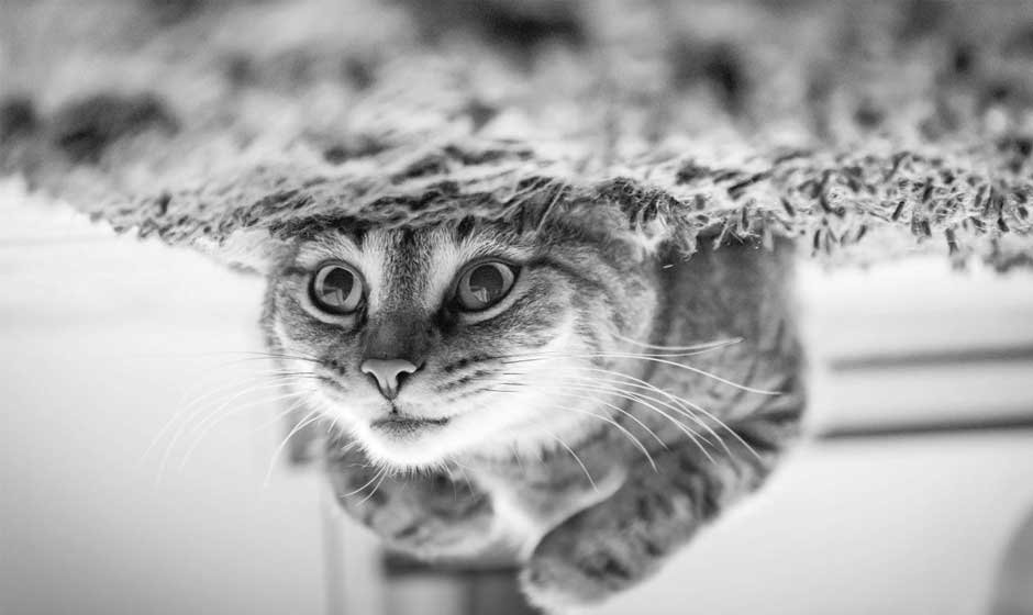 End-of-Life Planning for Pets