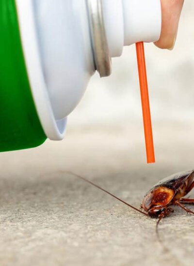 How to Maintain a Clean, Pest-Free Home Without Stress