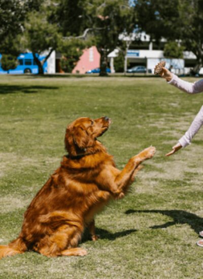 Top 5 Exercises to Strengthen Your Dog’s Joints