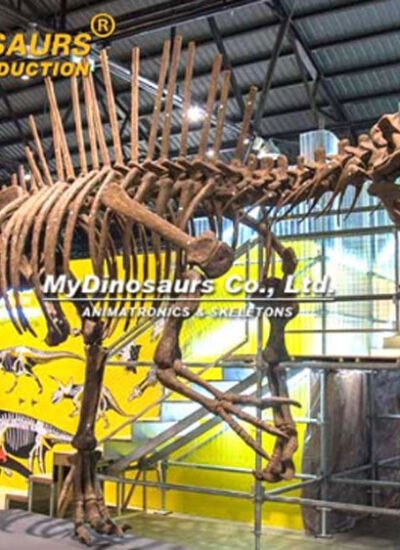 Uncovering the Secrets of the Spinosaurus Skeleton